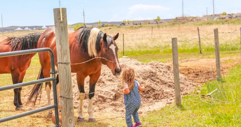 Animal Encounters