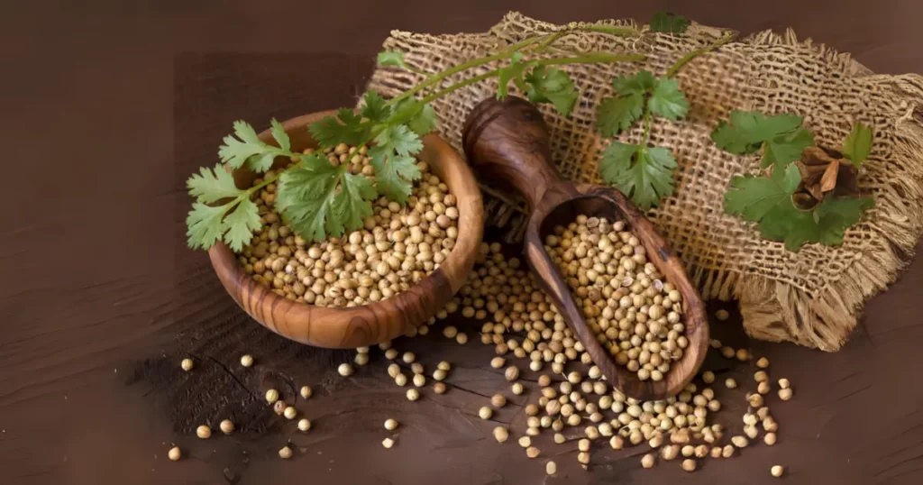 Coriander