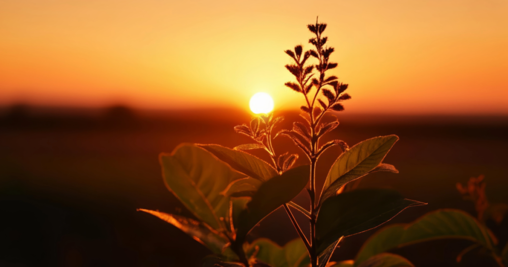 The Beauty of Nature